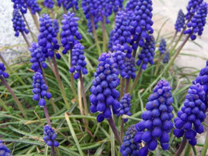 Muscari blomster