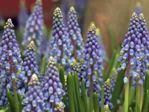 Muscari - stell