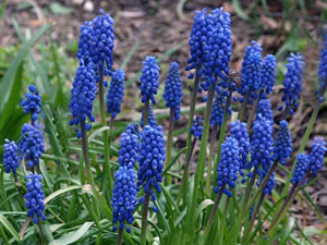 Planting muscari