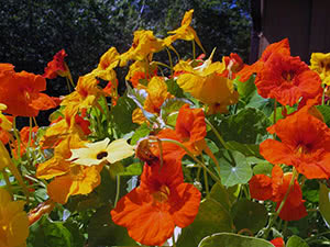 Nasturtium blomst