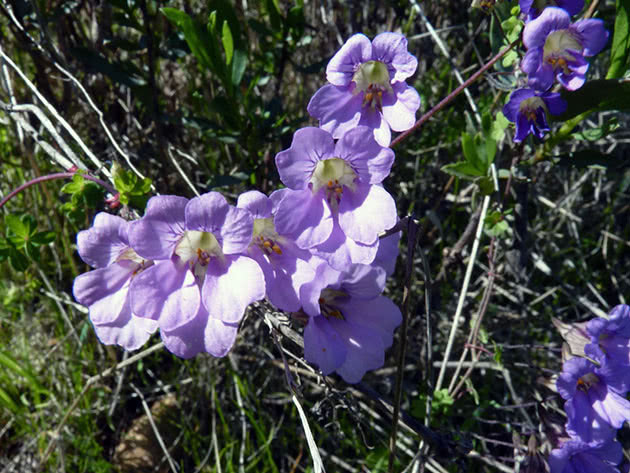 Lilla nasturtium