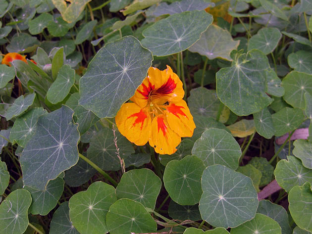 Stor nasturtium