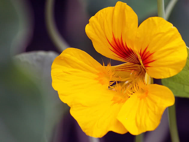 Stor gul nasturtium