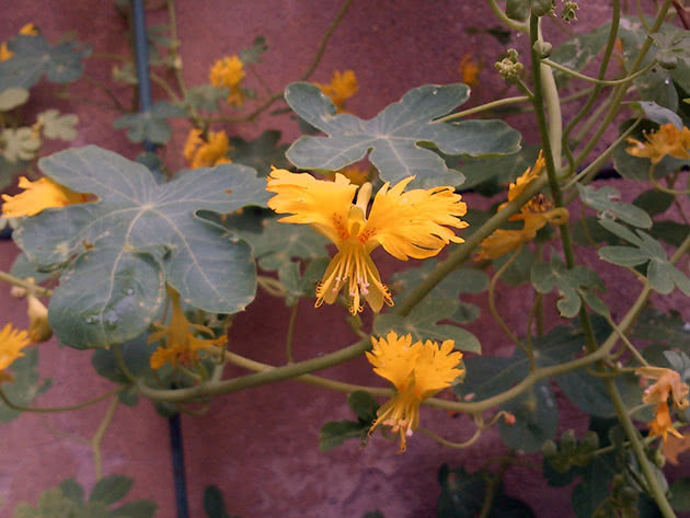 Krøllete nasturtium