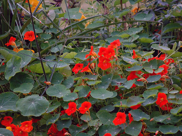 Rød nasturtium