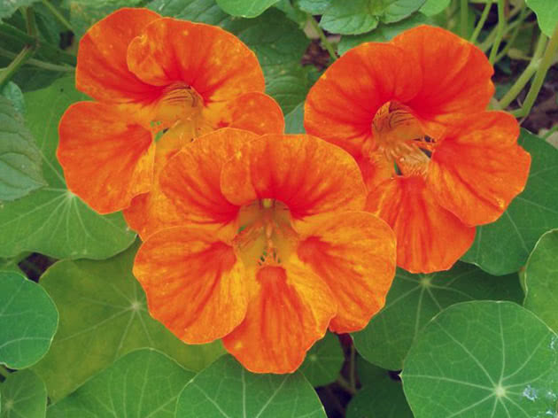 Nasturtium blomster