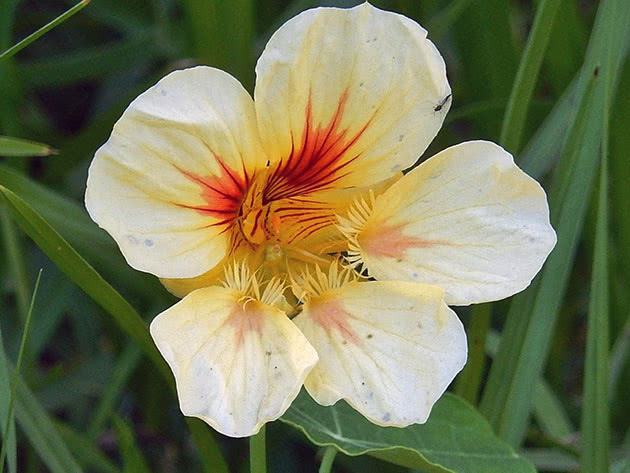 Hvit nasturtium