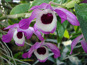 Dendrobium Orchid