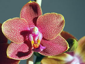 Orchid wanda