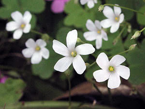 Oxalis blomst eller oxalis