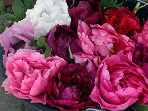 Peony blomster