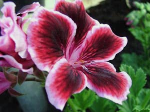 Pelargonium royal