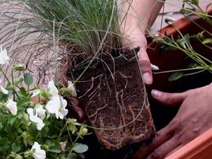 Innendørs blomstertransplantasjon