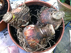 Hippeastrum hviletid