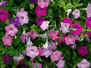 Petunia blomst - planting og stell