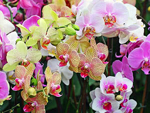 Phalaenopsis orkide - hjemmepleie