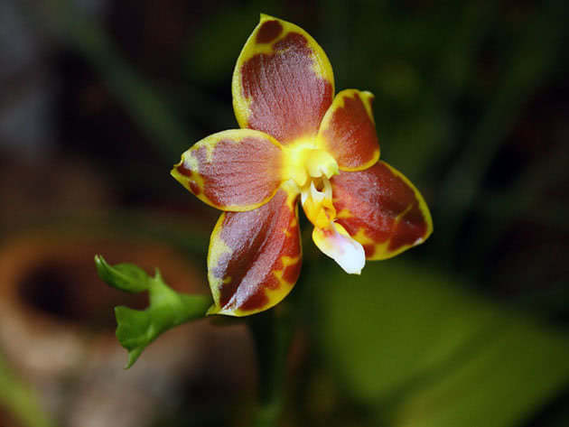 Phalaenopsis