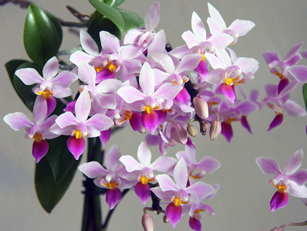 Phalaenopsis