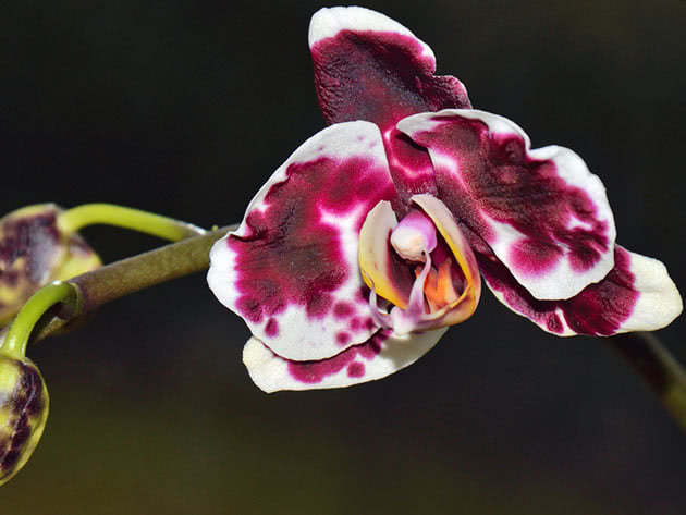 Phalaenopsis orkide