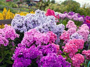 Phlox blomster