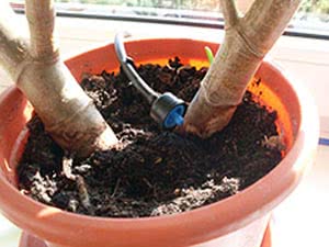 Enhet for å vanne blomster mens du er på ferie