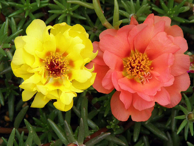 Purslane blomster