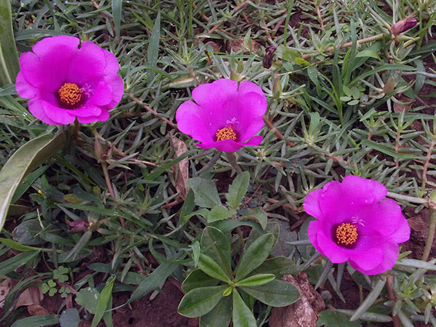 Blomstrende purslane