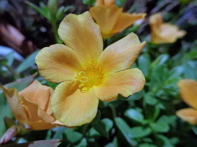 Blomstrende purslane