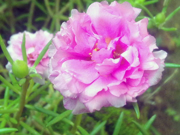 Blomstrende purslane