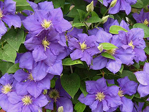 Clematis plantes best om høsten