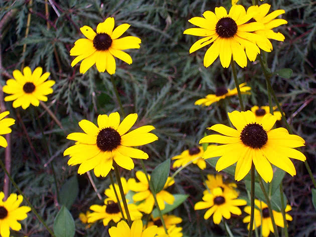 Rudbeckia - en blomst for høstplanting