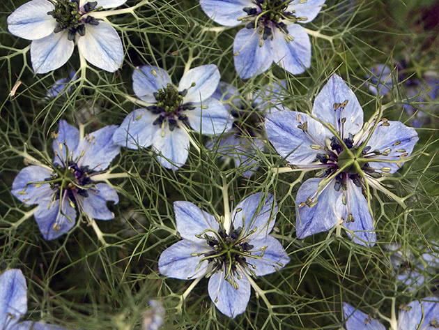 Nigella - en blomst som blir sådd om høsten