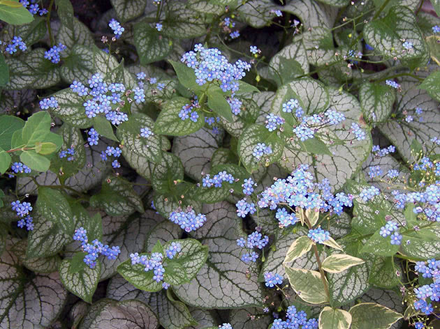 Brunner-plantinger plantes best om høsten