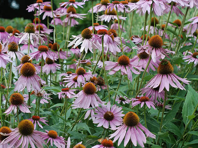 Nyttig echinacea tempereres best om høsten.