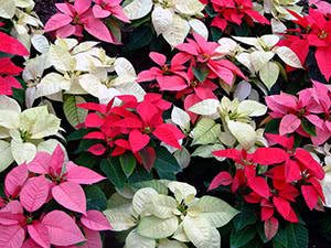 Poinsettia cvijet (božićna zvijezda)