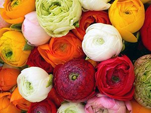 Ranunculus blomst (buttercup)