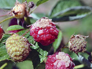 Bolesti maline i njihovo liječenje