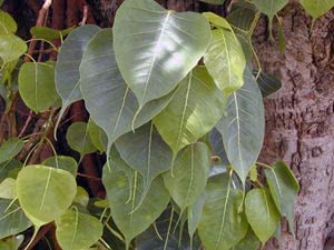 Ficus-varianter