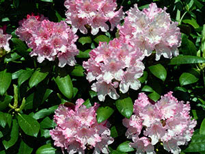 Rhododendron busk