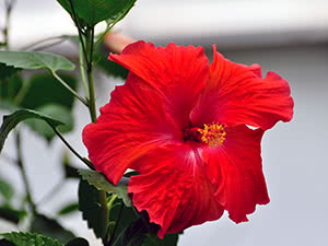 Chińska róża lub chiński hibiskus