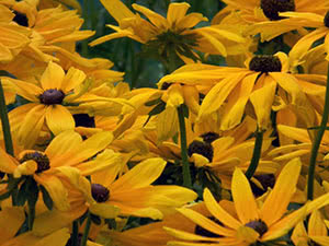 Rudbeckia-blomst