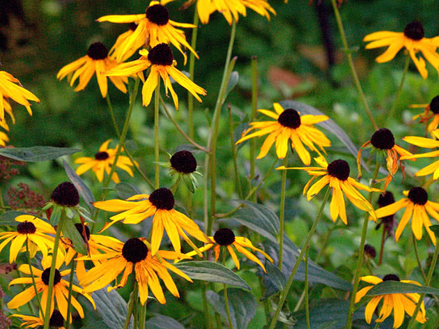 Voksende rudbeckia