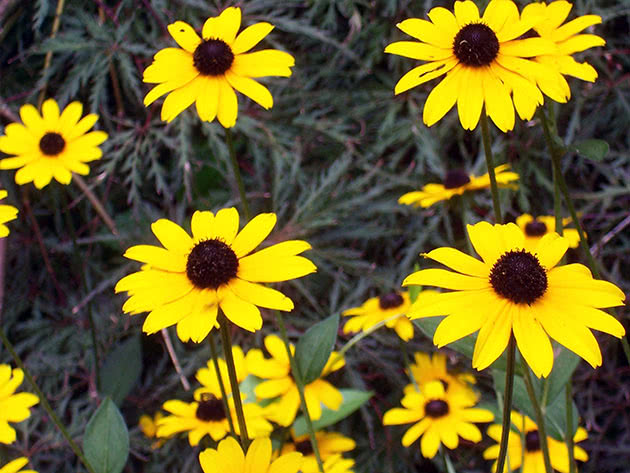 Rudbeckia-anlegget på stedet