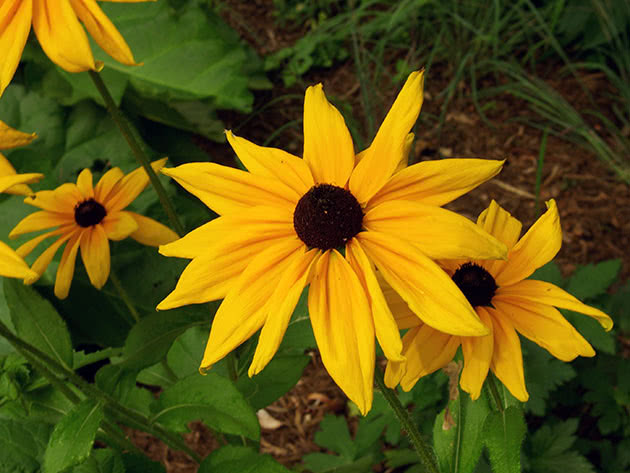 Blomstrende rudbeckia