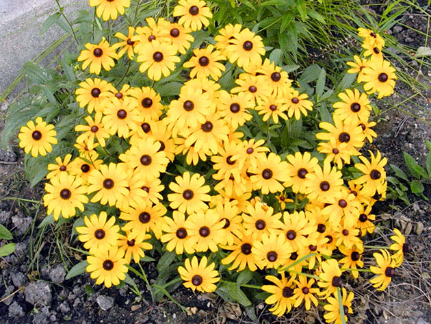 Rudbeckia hårete / Rudbeckia hirta