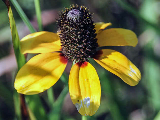 Griping Rudbeckia / Rudbeckia amplexicaulis