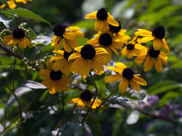 Rudbeckia triloba / Rudbeckia triloba