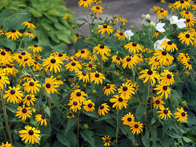 Rudbeckia strålende, eller Rudbeckia strålende / Rudbeckia fulgida