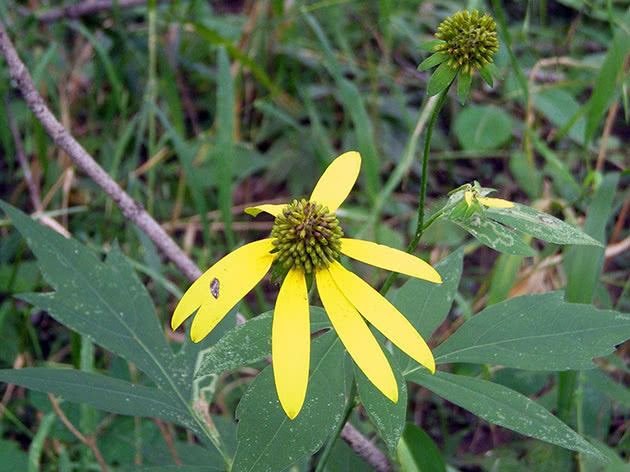 Izrežite Rudbeckia / Rudbeckia laciniata