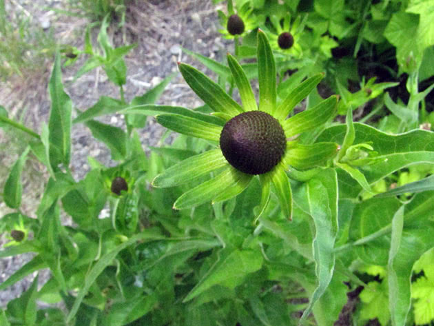 Western Rudbeckia / Rudbeckia occidentalis